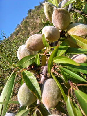 almendra verde