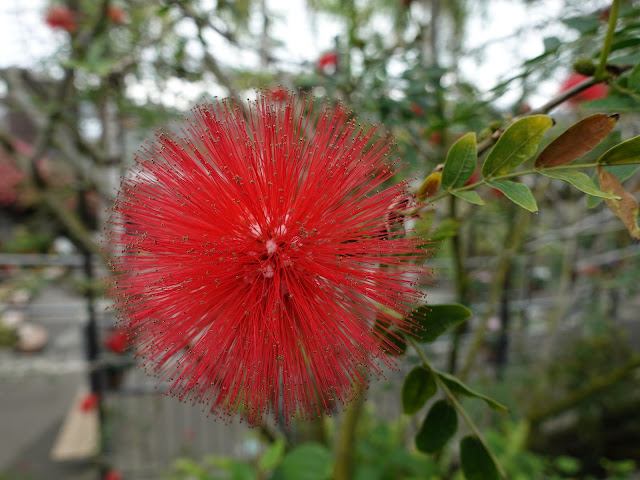 とっとり花回廊　オオベニゴウカン（大紅合歓）