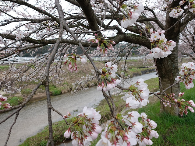 鳥取県西伯郡南部町鴨部の 法勝寺川沿いの桜並木