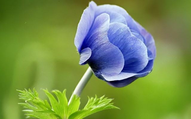 Pictures Of Pretty Purple Flowers