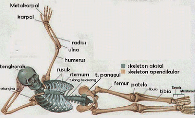 Sistem Rangka (Sistem Gerak Pada manusia) Dan Jenisnya