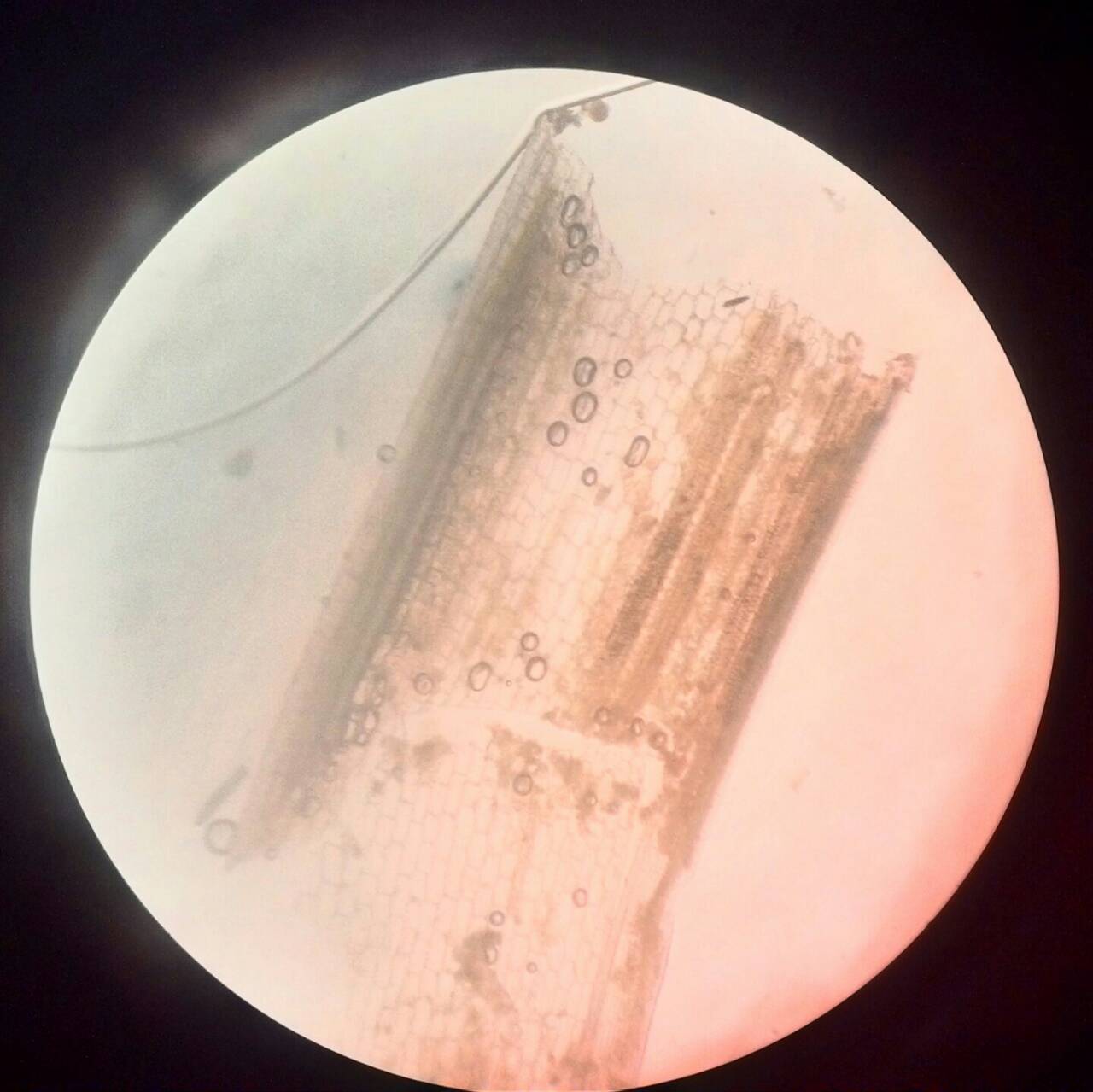 biology education: LAPORAN PRAKTIKUM BIOLOGI DASAR “Bentuk dan Struktur