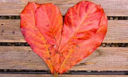 Wabi Sabi Love – Book Giveaway - leafs heart romantic romance love red