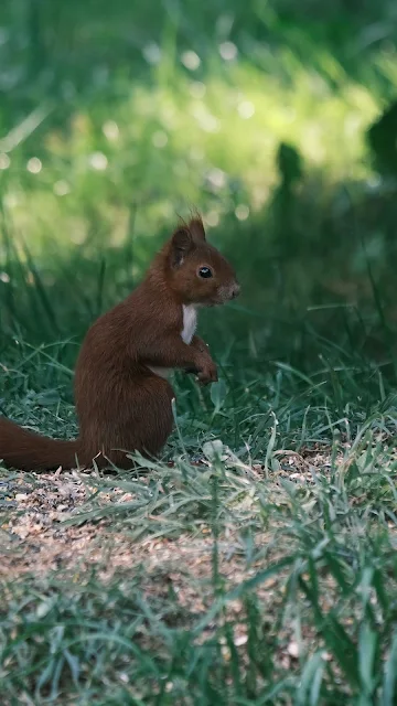 Red Squirrel Desktop And iPhone Wallpaper