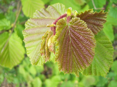 Feuilles de noisetier