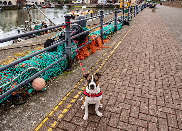 Photo of Ruby waiting patiently while I photograph boats in the harbour