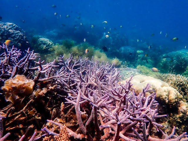 Lagoon reef-palawan-philippines