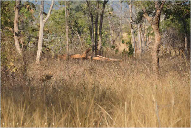 Panna reserve forest