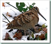 Woodcock