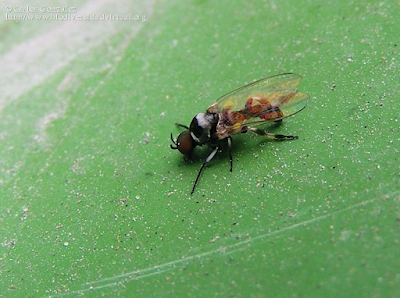 http://www.biodiversidadvirtual.org/insectarium/Simulium-sp.-Latreille-1802-img551425.html