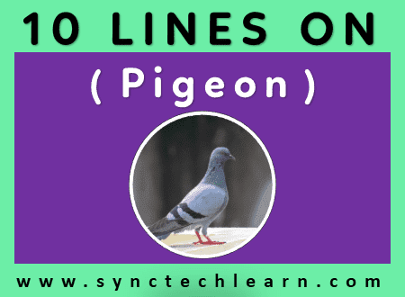 short essay on pigeon