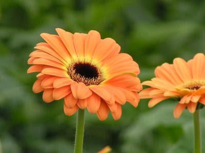 flor gerbera naranja