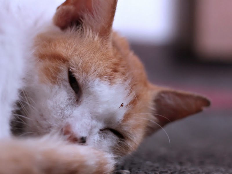 Tips Mengatasi Kucing Yang Sakit Encok
