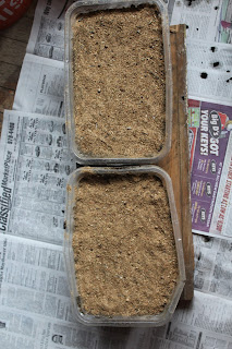 Planting Wildflower Seeds