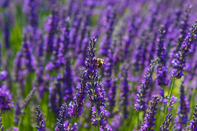 Campi di lavanda verso Auribeau