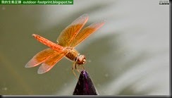 20140724_155200_048_BotanicalGarden