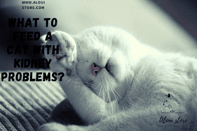 What to feed a cat with kidney problems?