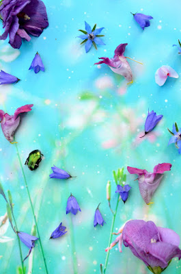 Blüten in leuchtendem Pink und Lila auf blauem Untergrund.
