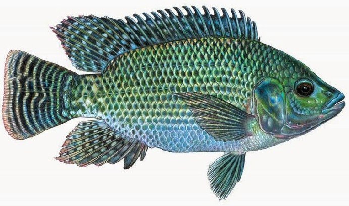 Keren 30 Gambar Ikan  Mujair  Kartun Kumpulan Gambar Kartun