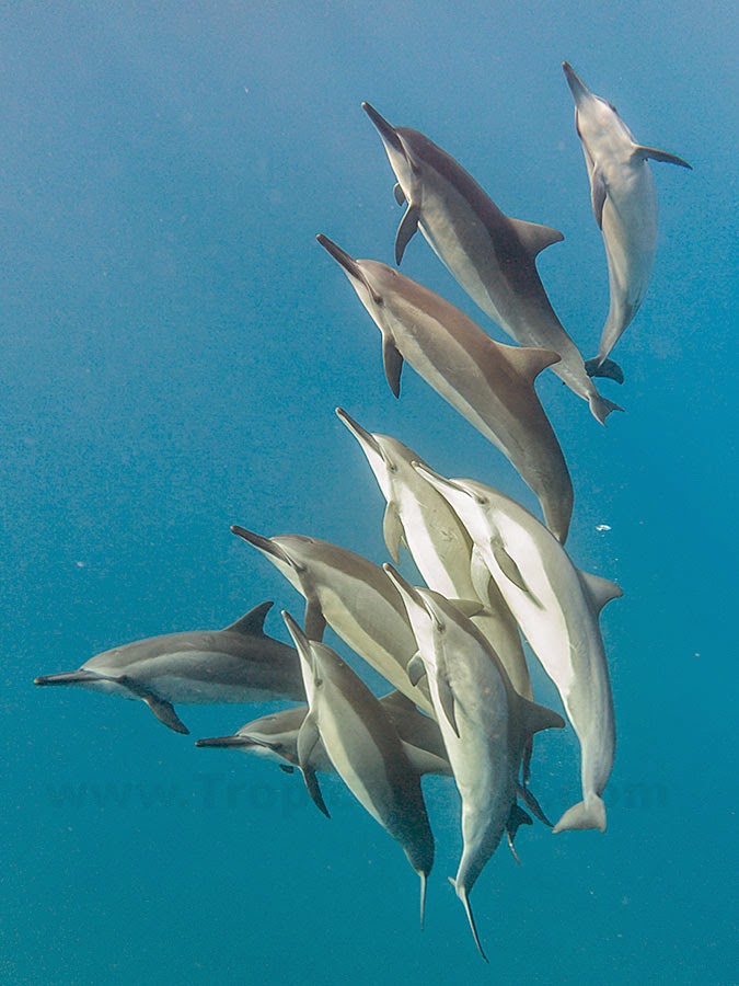 http://www.tropicallight.com/water/dolphins/27nov14dolphins/27nov14dolphins.html