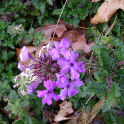 The verbena "Homestead Purple" that I showed in a recent post is still 