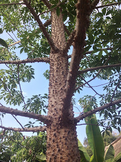 ​ຕົ້ນ​ງີ້ວ ຊື່​ສາ​ມັນ: Cotton Tree, Kapok Tree, Red Cotton Tree, Silk Cotton, Shving Brush                    ຊື່​ວິ​ທະ​ຍາ​ສາດ: Bombax ceiba L.                  ຊື່​ຟ້ອງ​ທາງວິ​ທະ​ຍາ​ສາດ: Bombax malabaricum DC., Gossampinus malabarica Merr.                 - ຈັດ​ໃນ​ວົງ: MALVACEAE ແລະ​ວົງ​ຍ່ອຍ​ຂອງ BOMBACOIDEAE                 ຊຶ້​ທ້ອງ​ຖິ່ນ: ງີ້ວ, ງີ້ວ​ບ້ານ, ງີ້ວ​ແດງ, ງີ້ວ​ປົງ, ງີ້ກ​ປົກ​ແດງ ສະ​ແນ້ມ​ລະ​ກາ, ງີ້ວ​ປ່າ ງີ້ວ​ປົງ​ແດງ, ງີ້ມ​ຫນາມ ນຸ່ນ​ນາງ ຕໍ​ເຫມາະ ລາວ​ສູງ​ແດງ  ປັງ​ຟ​ວົ(ມົ້ງ)  ຊະ​ນິດ​ຂອງ​ຕົ້ນ​ງີ້ວ:  ງີ້ວ ມີ​ຊື່​ວິ​ທະ​ຍາ​ສາດ​ວ່າ: Bombax ceiba L. ງີ້ວ​ປ່າ​ດອກ​ແດງ ມີ​ຊື​ວິ​ທະ​ຍາ​ສາດ​ວ່າ: Bombax insigne Wall ມີ​ຊື່​ວິ​ທະ​ຍາ​ສາດ​ວ່າ Bombax anceps Pierre ​ແຍກ​ອອກ​ເປັນ 2 ປະ​ເພດ​ຄື: ງີ້ວ​ປ່າ (ດອກ​ຂາວ) ແລະ ງ້າວ ມີ​ຊື່​ວິ​ທະ​ຍາ​ສາດ​ວ່າ Bombax anceps var. cambodiense (Pierre) Robyns