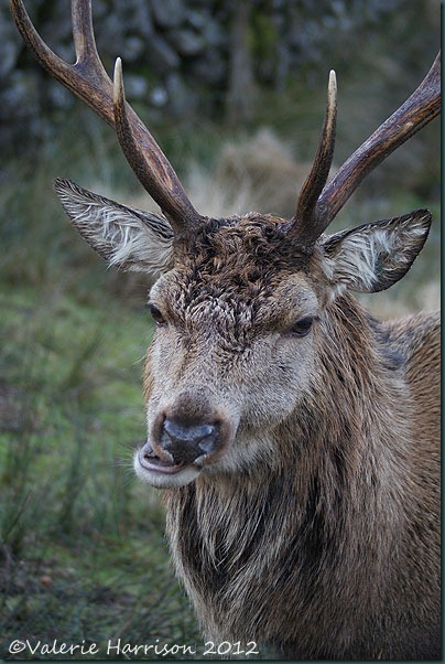18-red-deer