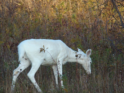White Deer of Seneca Army Depot