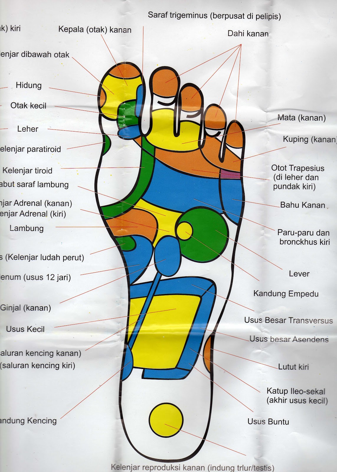 Gambar Titik Refleksi, Pijat Refleksi, Akupressure