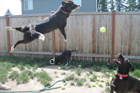 Three dogs vs 60 tennis balls (10 pics), funny dog with tennis balls, funny dog photos