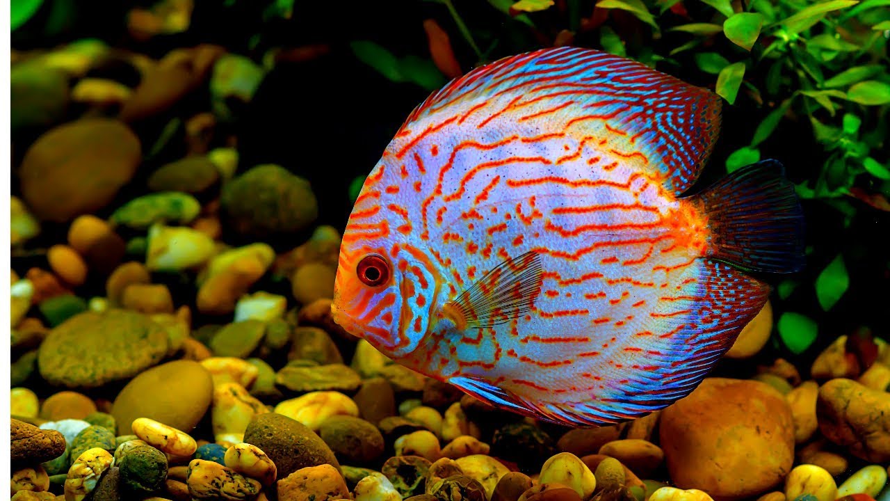  Types  of Discus  Fish  Disease and How to Treat Them fish  