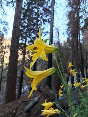 Лилия Пэрри (Lilium parryi)