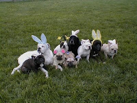 Dog Easter Basket3