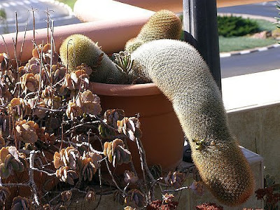 Cactus plants