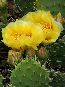 Garden muses-not another Toronto gardening blog--Toronto Riverdale Ecological Garden Eastern Prickly Pear Opuntia humifusa blooms