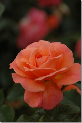 rhs wisley 008