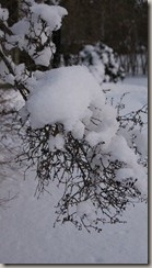 DSC03222