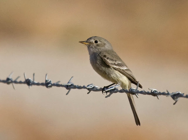 Gray Flycatcher