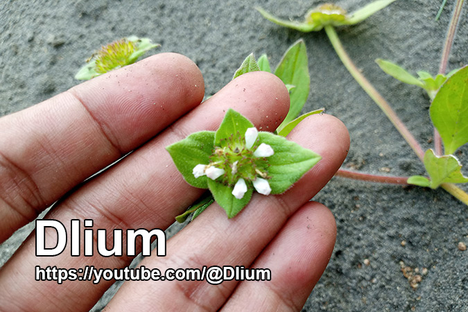 Dlium White-eye (Richardia brasiliensis)