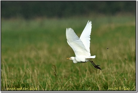 Slimbridge - October