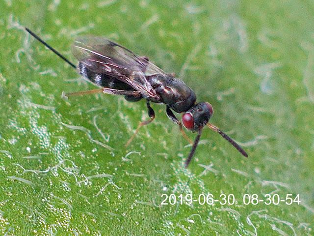 Monodontomerus obscurus female