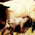 Domestic sheep reproduction