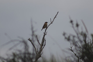 Whinchat