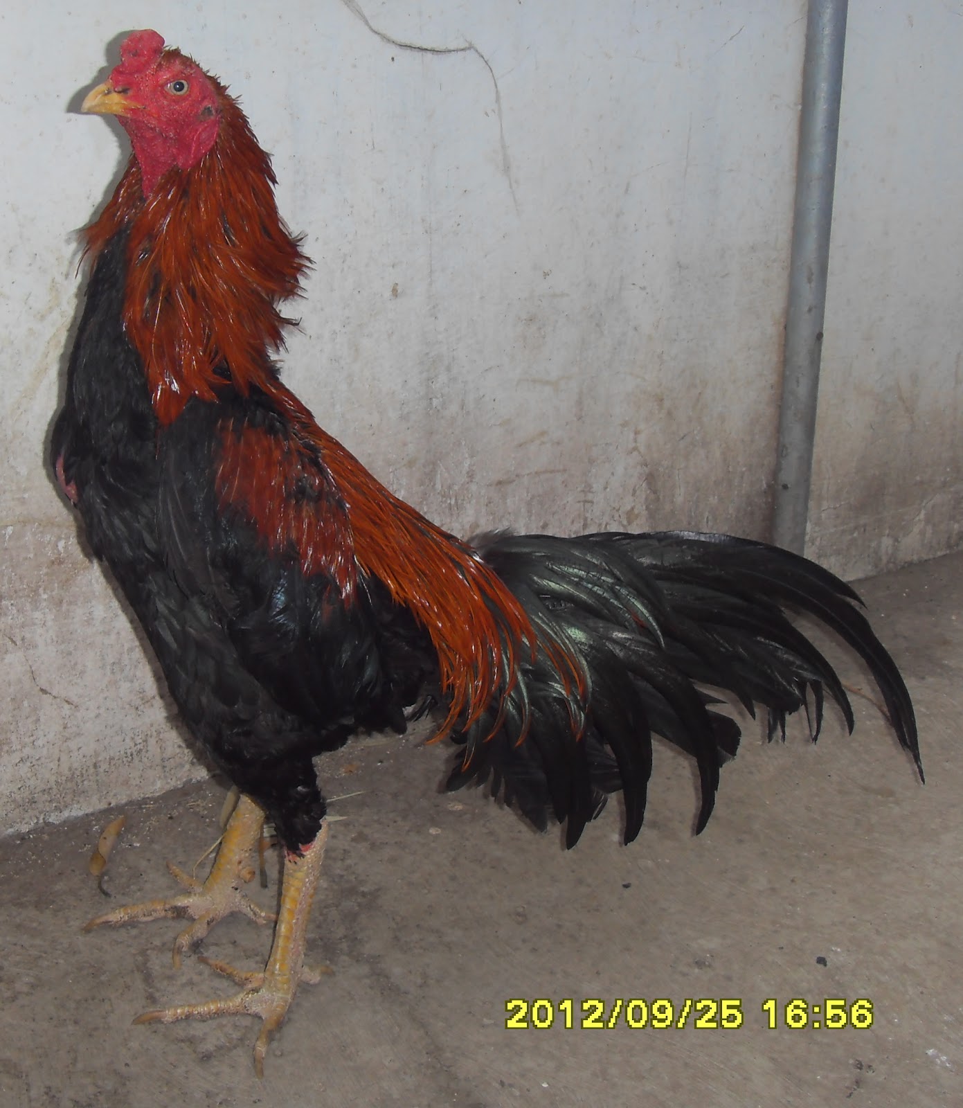  Ayam  Aduan  Bangkok Saigon Birma Foto  Foto  Jago