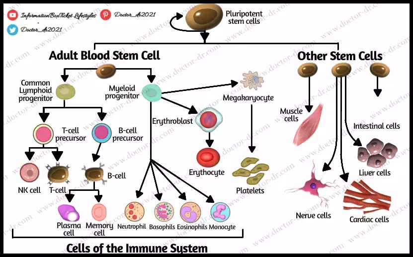 Stem Cells Definition