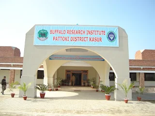 Buffalo Research Institute Pattoki