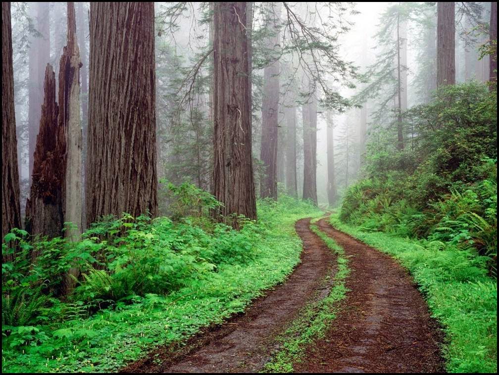 Redwood National Park: Travel the amazing park with the tallest living things