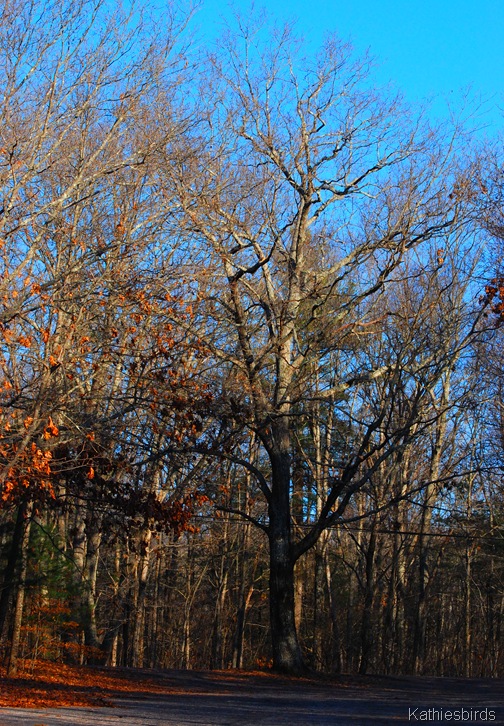 5. Tree-kab