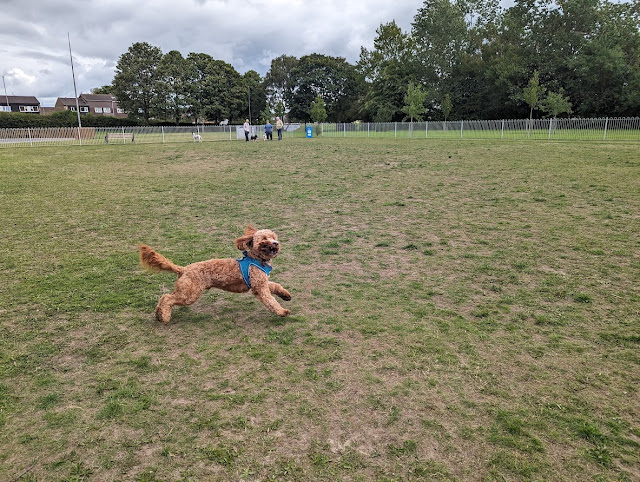 Alexandra Park, Cramlington  - Inside the Dog Park