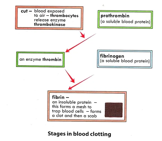 mechanism of blood clotting